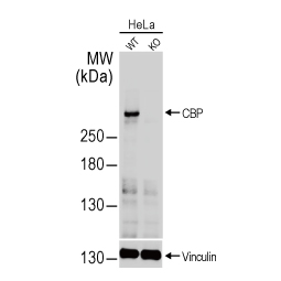 CBP antibody [C3], C-term (GTX101249)